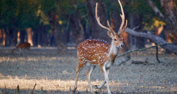 Explore the Sundarban Tour Packages in Bangladesh