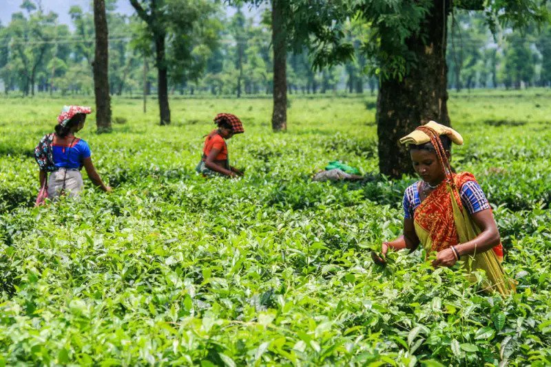 বর্ষায় সিলেট ভ্রমণ : সেরা ৫ গন্তব্য