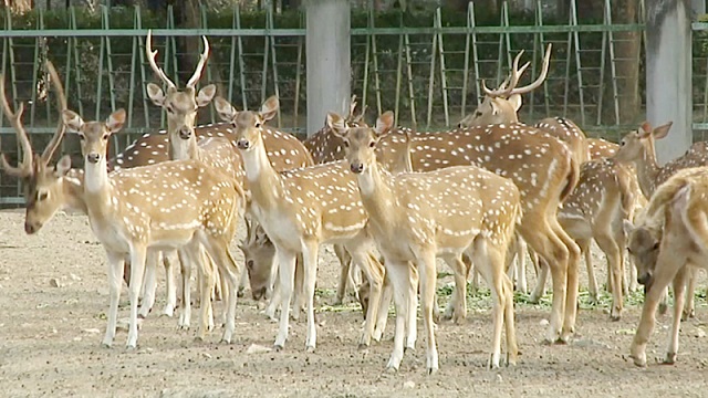 রাজশাহী কেন্দ্রীয় চিড়িয়াখানা